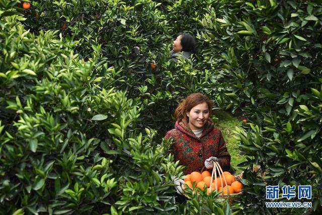 重庆奉节：脐橙种植促农增收