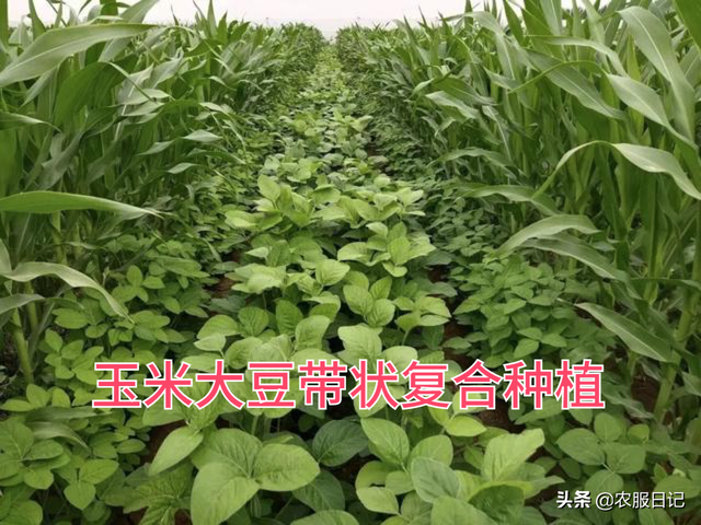 玉米大豆带状复合种植模式下，杂草该如何防治？专家给出了答案