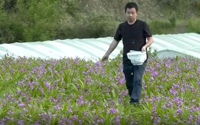 白芨不只是美丽的花，作为药材，它的美容功效同样令人惊叹