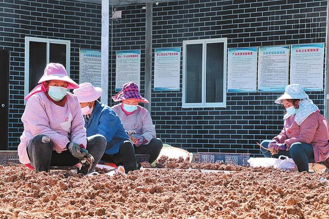 中药材种植铺就村民致富路