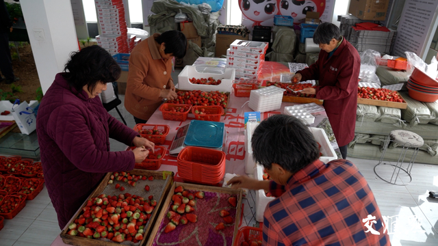 赵亚夫和他的农民朋友们｜20棵草莓苗，在这里长成千万元级富民产业