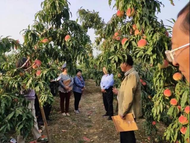 费县朱田镇：寨山脚下 桃花盛开