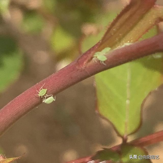 农村的草木灰，养花的好宝贝，加在土里，有效抑制病菌，虫害