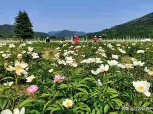 赤芍种植致富例-返乡创业种药材，临江市四道沟镇长川村马洪平争做致富带头人