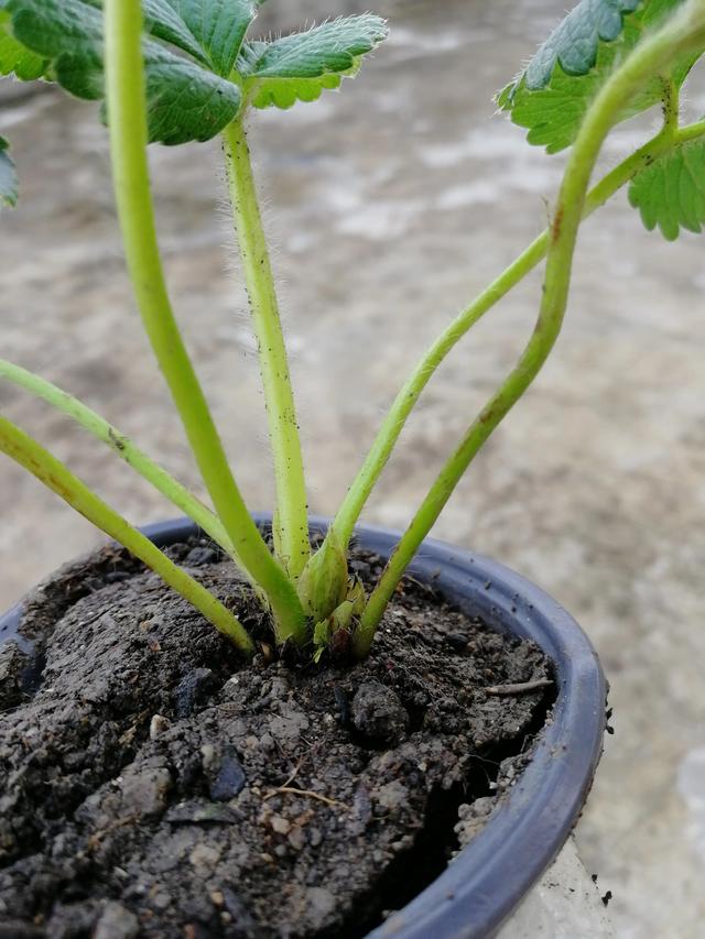 你知道家里怎么种植草莓吗？