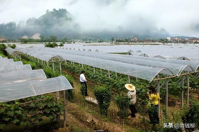 葡萄现代种植模式葡萄避雨栽培技术