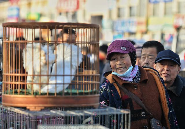 一年赶一次，赶了500年！2024年德州市“平原·恩城鸽子会”开幕