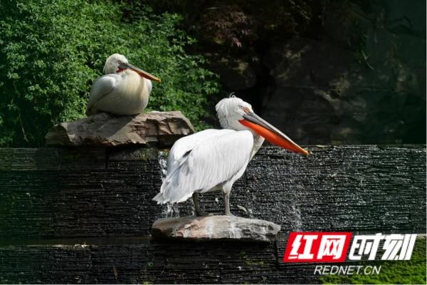 不用预约，星城向西＂光明村＂里可撒欢