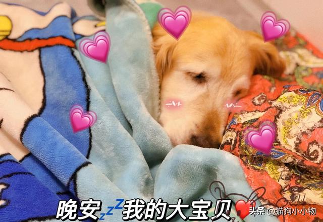 饲养金毛犬讲究多：铲屎官千万不能踩的九大“雷区”