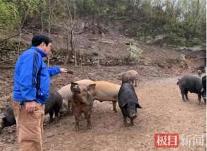 湖南养殖野猪(散养“跑山猪”跑出生态致富路)