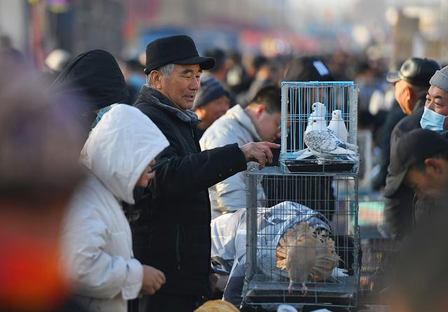 一年赶一次，赶了500年！2024年德州市“平原·恩城鸽子会”开幕