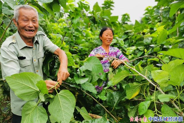 破茧重生！四川仪陇桑蚕产业大有可为