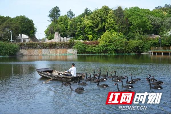 不用预约，星城向西＂光明村＂里可撒欢