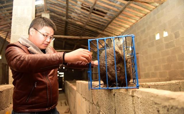 豪猪养殖为什么要趁现在猪价好的时候？农民：好项目趁早做