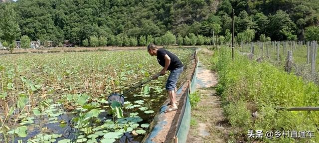 栾川县秋扒乡：发展荷虾套养 助推乡村振兴