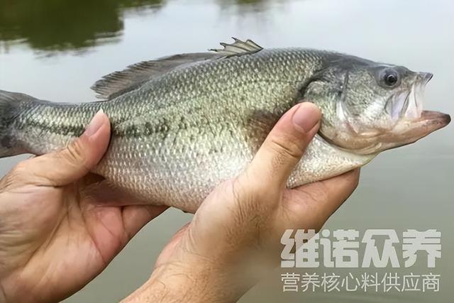 鲈鱼什么饲料喂的，鲈鱼的饲料配方技术