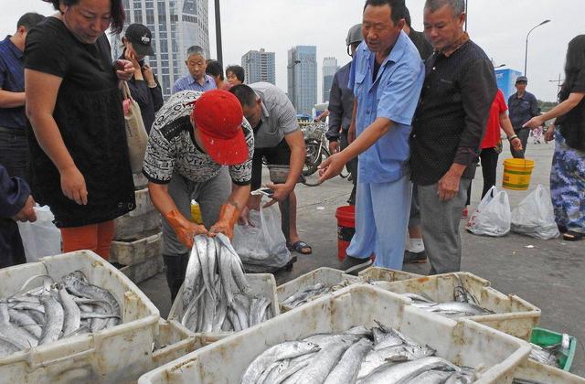 繁荣背后的危机！年产百万吨的平民海产带鱼，正在面临什么困境？