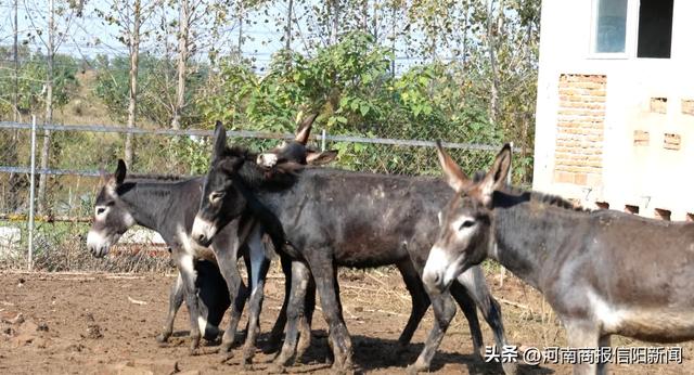 信阳平桥：利用千亩林场养殖新疆土驴，五香驴肉销往全国各地