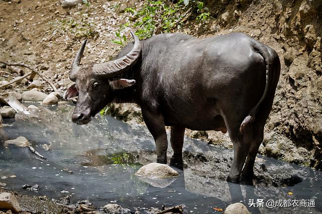 掌握这些养水牛的技术，不担心牛养不好