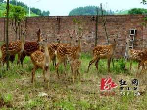 桂林鹿养殖(蓝山：北鹿南养 特色养殖带来好“钱”景)