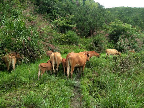 荒山放牧养牛，节省成本的好方式