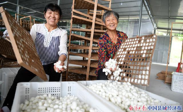 破茧重生！四川仪陇桑蚕产业大有可为