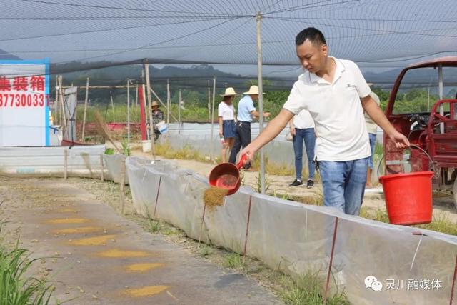 灵川：稻蛙共生促增收 生态养殖有“钱”景