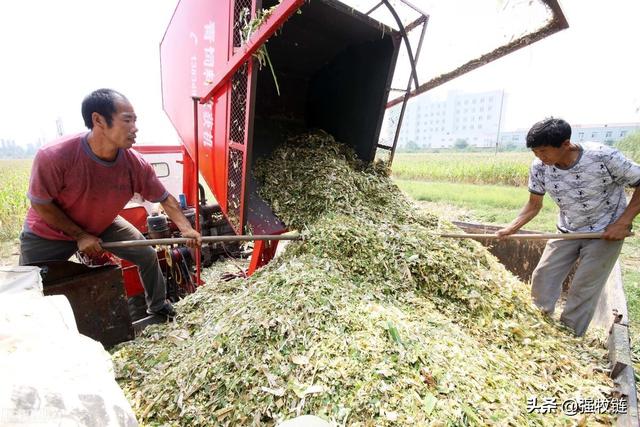 养牛最好的草料是什么？