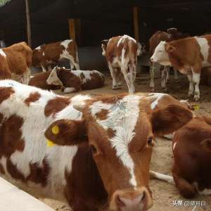 肉牛养殖密度(提高牛只饲养密度和生产水平，育肥牛该如何选择？)