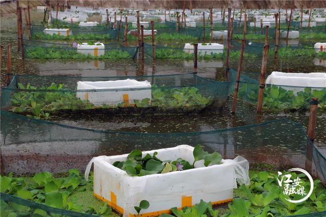 我省首批全人工规模化繁孵黄鳝苗种在江安培育成功