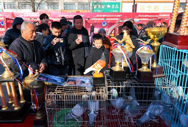 一年赶一次，赶了500年！2024年德州市“平原·恩城鸽子会”开幕