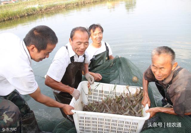 稻田也产鱼虾螺蛙蟹鳖，十大稻田综合种养模式，哪种好做又赚钱？