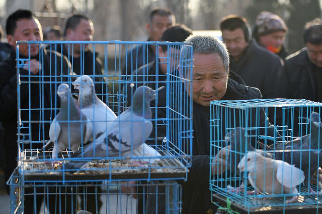 一年赶一次，赶了500年！2024年德州市“平原·恩城鸽子会”开幕