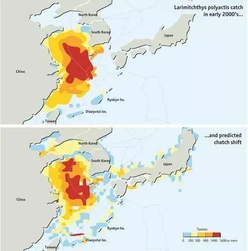 这条鱼中国产量占全球99%，了解中国大黄鱼的生产和出口