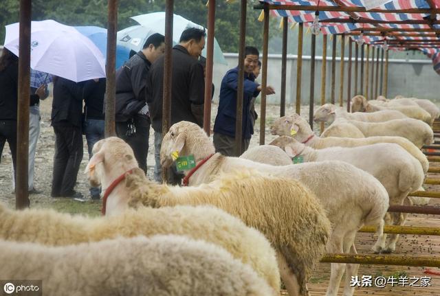 湖羊养殖技术及养殖效益