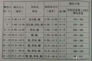 鳜鱼苗培育及成鱼养殖(鳜鱼的苗种培育方法)