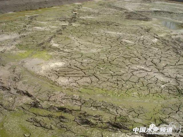 水花育苗系统整个流程及饲养实用方法