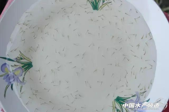 水花育苗系统整个流程及饲养实用方法