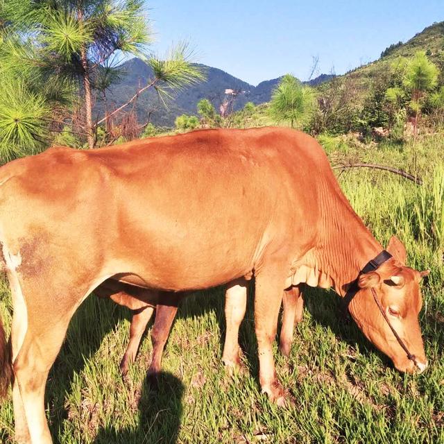 荒山放牧养牛，节省成本的好方式