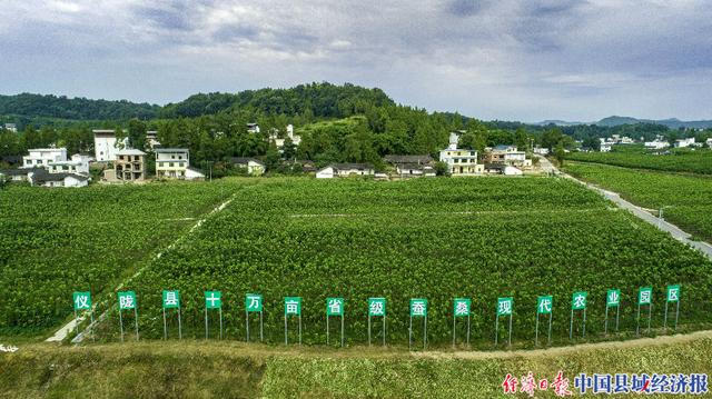 破茧重生！四川仪陇桑蚕产业大有可为