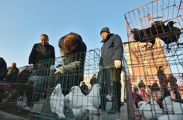 一年赶一次，赶了500年！2024年德州市“平原·恩城鸽子会”开幕