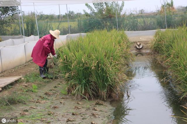 养殖青蛙还要种植青草，这4个优点是作为养殖做不得不考虑去尝试