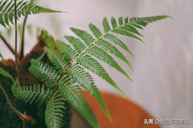 蕨类植物第一美：金丝猴蕨，资深植物玩家不可错过