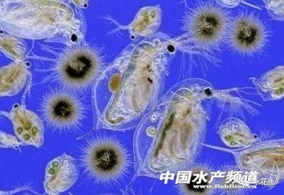 水花育苗的饲养方法