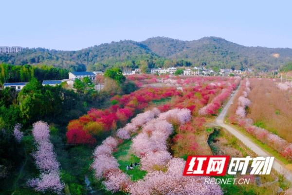 不用预约，星城向西＂光明村＂里可撒欢