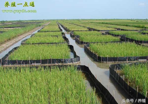 黄鳝五种常见养殖模式，因地制宜可有效降成本增效益