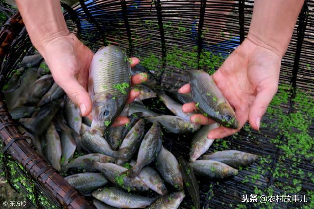 农村稻鱼共养，以鱼补稻，巧妙提高稻田效益，丰富百姓菜篮子