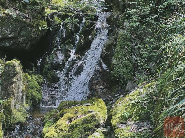 走进川江“第一村”⑥｜巴河水畔，蜜蜂“采”出好“钱景”