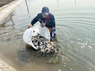 龙池鲫鱼新生记