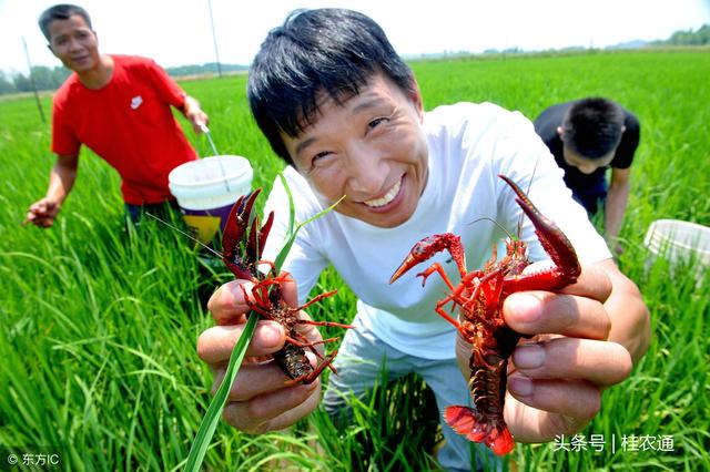 稻田也产鱼虾螺蛙蟹鳖，十大稻田综合种养模式，哪种好做又赚钱？